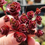 Sedum spurium 'Dragon's Blood' (50mm pot)