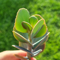 Kalanchoe grandiflora (50mm pot)