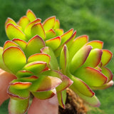 Crassula rubricaulis (50mm pot)