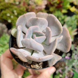 Echeveria ‘Cubic Frost’