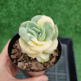 Graptoveria 'Lovely Rose' variegated (limit x1 per order)