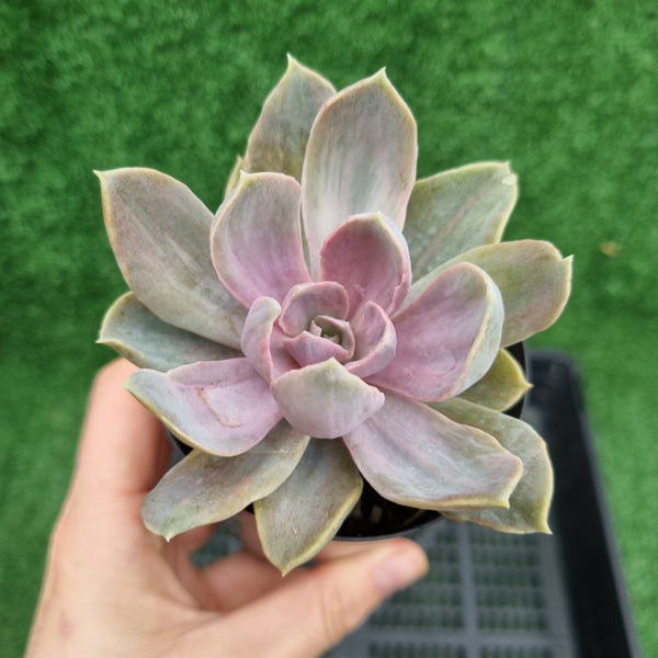 Echeveria PVN silk variegation (limit x1 per order)