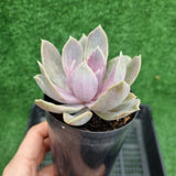 Echeveria PVN silk variegation (limit x1 per order)