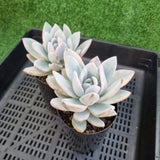 Pachyveria 'Powder Puff' variegated (limit x1 per order)