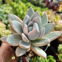 Pachyveria 'Powder Puff' variegated (limit x1 per order)