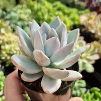 Pachyveria 'Powder Puff' variegated (limit x1 per order)