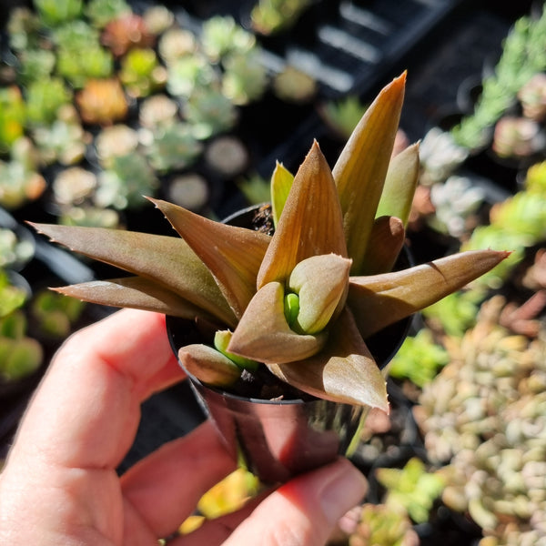 Alworthia 'Black Gem' aka Aloe 'Black Gem' (50mm pot)