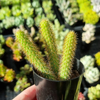 Aporocactus flagelliformis 'Rat Tail Cactus'