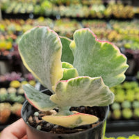 Cotyledon undulata variegata