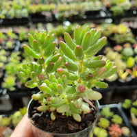 Sedum 'Aurora' Silk Variegation (limit x2 per order)