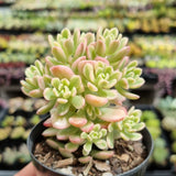 Sedum ‘Joyce Tulloch’ variegata (limit x2 per order)