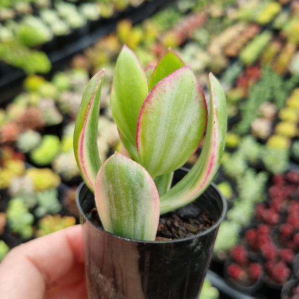 Crassula ovata obliqua variegata (50mm pot)