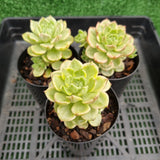 Sedeveria Letizia variegated *some marks* (limit x1 per order)