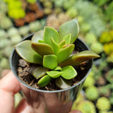 Anacampseros rufescens (50mm pot)