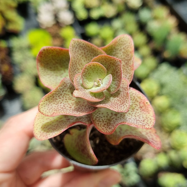 Crassula cordata (50mm pot)