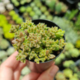 Crassula ernestii (50mm pot)