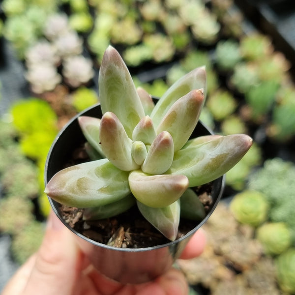 Pachyphytum compactum (50mm pot)