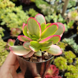 Crassula platyphylla variegata