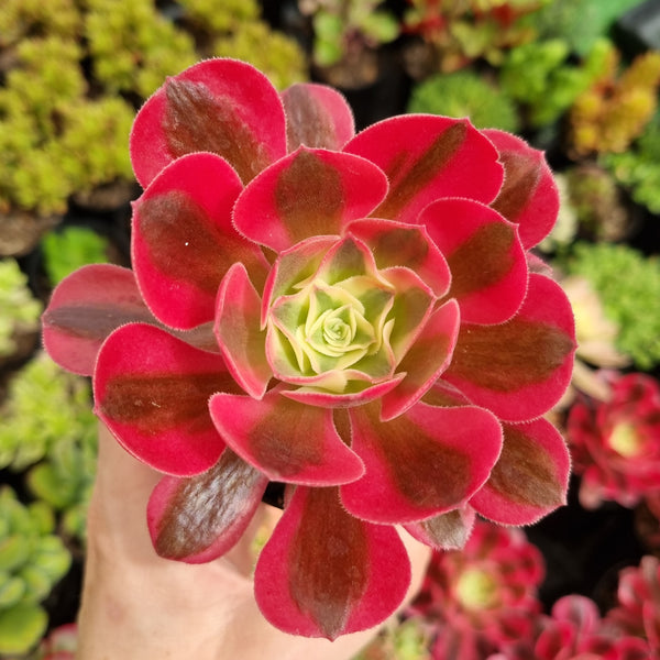 Aeonium 'Pink Witch' (limit x1 per order)