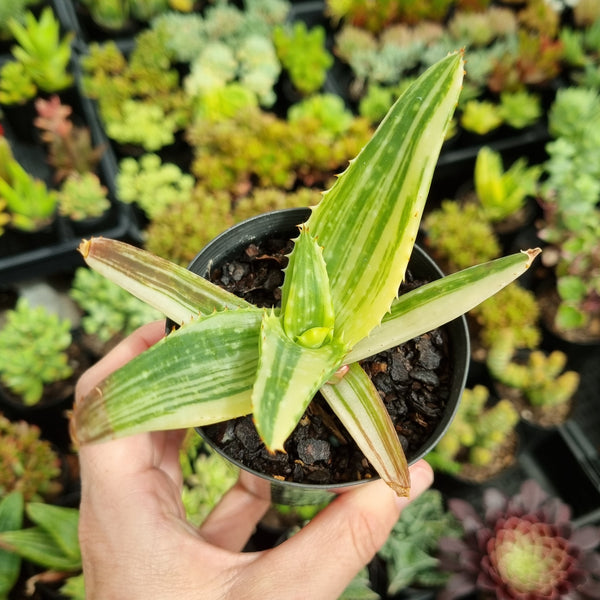 Aloe maculata variegata (limit x1 per order)