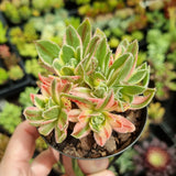 Aeonium x hybridum variegated aka simsii variegated (limit x1 per order)