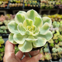 Echeveria 'Compton Carousel' (limit x1 per order)