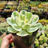 Echeveria 'Compton Carousel' (limit x1 per order)