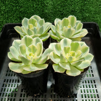 Echeveria 'Compton Carousel' (limit x1 per order)