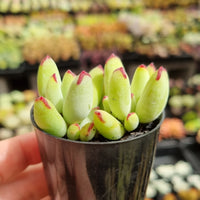Cotyledon 'Pixie Beans' (50mm pot)