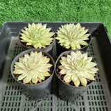 Sempervivum 'Gold Dust' variegated (limit x2 per order)
