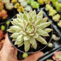 Sempervivum 'Gold Dust' variegated (limit x2 per order)