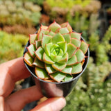Echeveria 'Shamrock' (50mm pot)