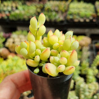Cotyledon pendens (50mm pot)