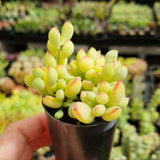 Cotyledon pendens (50mm pot)