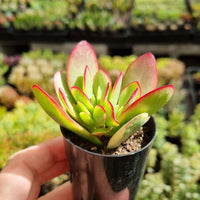 Crassula platyphylla variegated (50mm pot)
