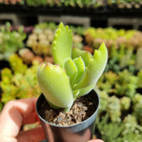 Cotyledon tomentosa (Bear's Paw) (50mm pot)