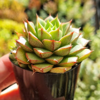 Echeveria 'Shamrock' (50mm pot)