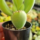 Cotyledon tomentosa (Bear's Paw) (50mm pot)