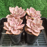 Graptoveria bainesii variegated (limit x1 per order)