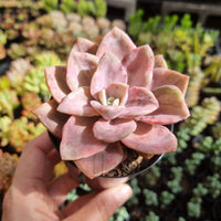 Graptoveria bainesii variegated (limit x1 per order)