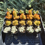 Cacti Pack (50mm pots) x4
