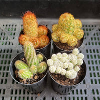 Cacti Pack (50mm pots) x4