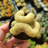 Mammillaria elongata f. cristata (Brain Cactus) (50mm pot)
