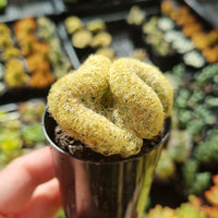 Mammillaria elongata f. cristata (Brain Cactus) (50mm pot)