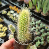 Cleistocactus colademononis (Monkey Tail Cactus) (50mm pot)