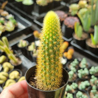 Cleistocactus winteri (Golden Rat Tail) (50mm pot)