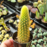 Cleistocactus winteri (Golden Rat Tail) (50mm pot)