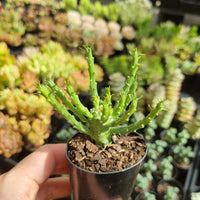 Euphorbia flanaganii (Medusa's Head) (50mm pot)