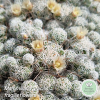 Cacti Pack (50mm pots) x4