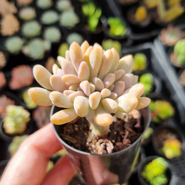 Pachyveria clavifolia f. cristata (50mm pot)